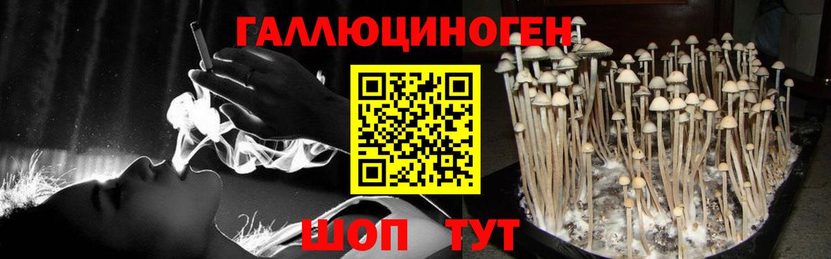 Галлюциногенные грибы Psilocybe Коряжма